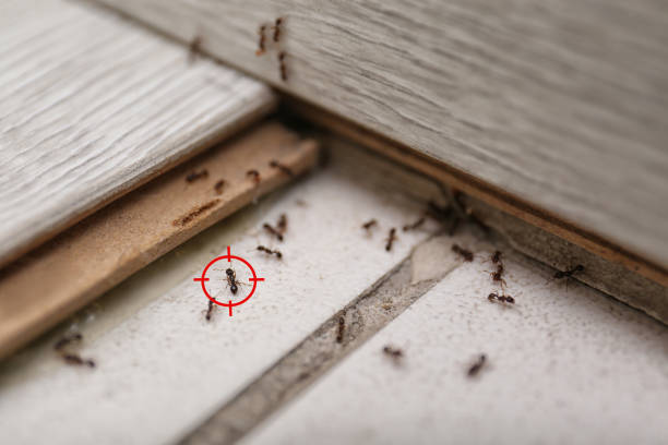 Best Affordable Pest Control Services  in Verona, VA